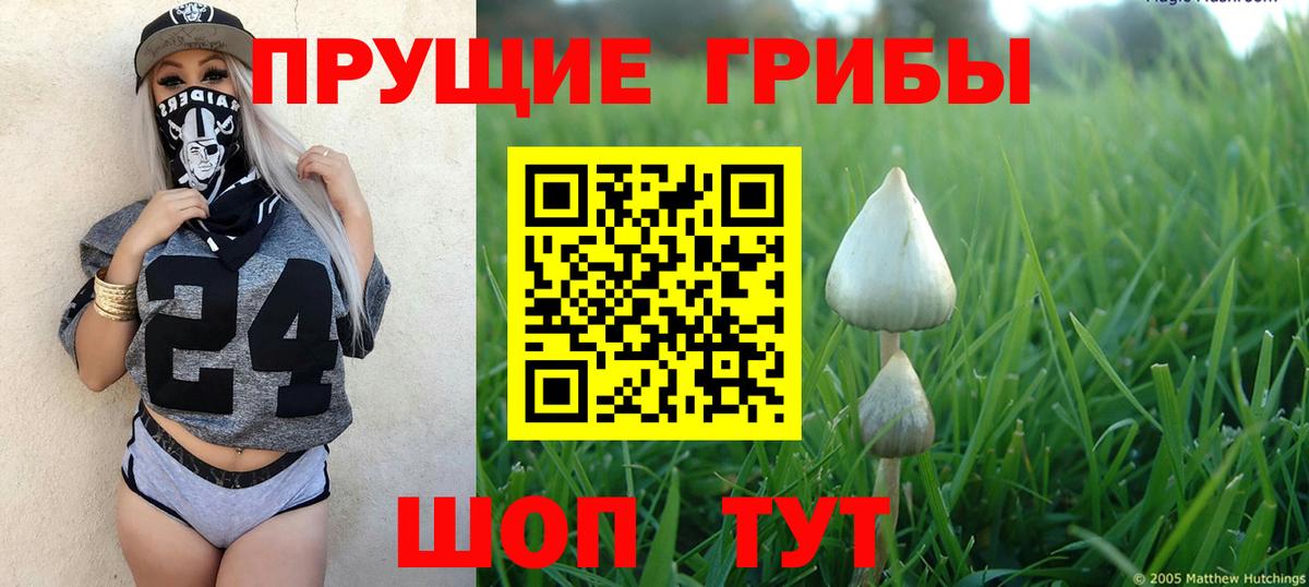Псилоцибиновые грибы Psilocybine cubensis Асино